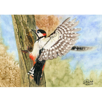 Great Spotted Woodpecker, Limited Print